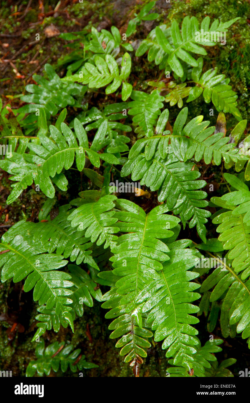 Ferns Pteridophyta High Resolution Stock Photography and Images - Alamy