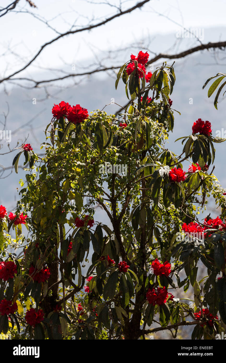 Rhododendron bush in bloom, Western Bhutan, Asia Stock Photo