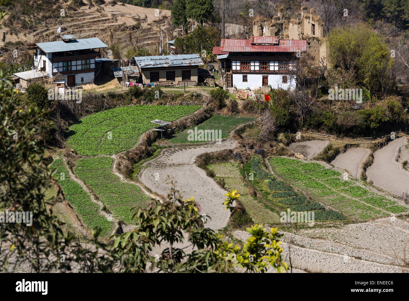 Farm, fields and buildings, Western Bhutan, Asia Stock Photo