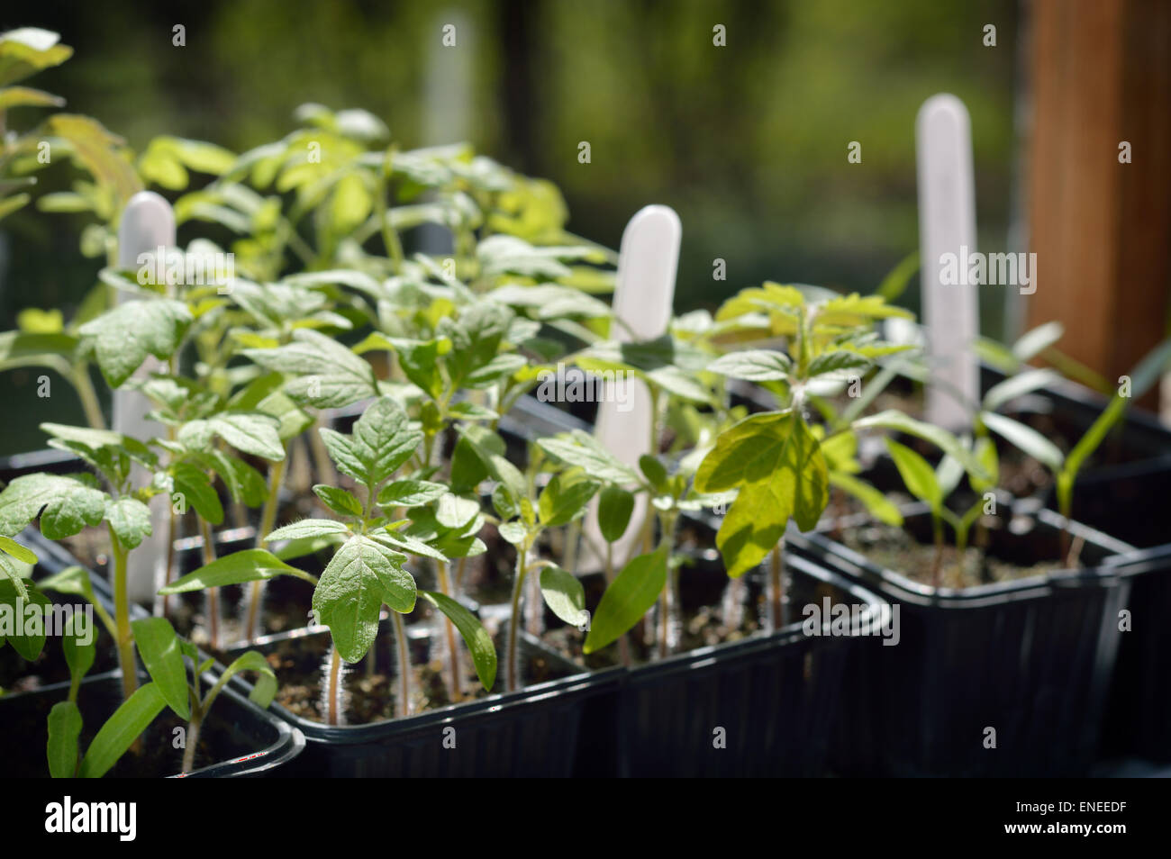 Few Tomato seedlings – organic gardening. Selective focus. Stock Photo