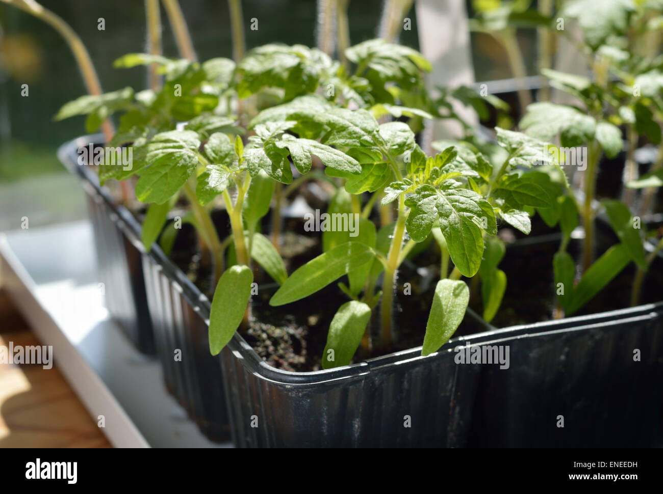 Few Tomato seedlings – organic gardening. Selective focus. Stock Photo