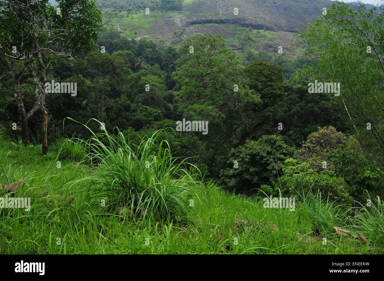 Forest plants. Stock Photo