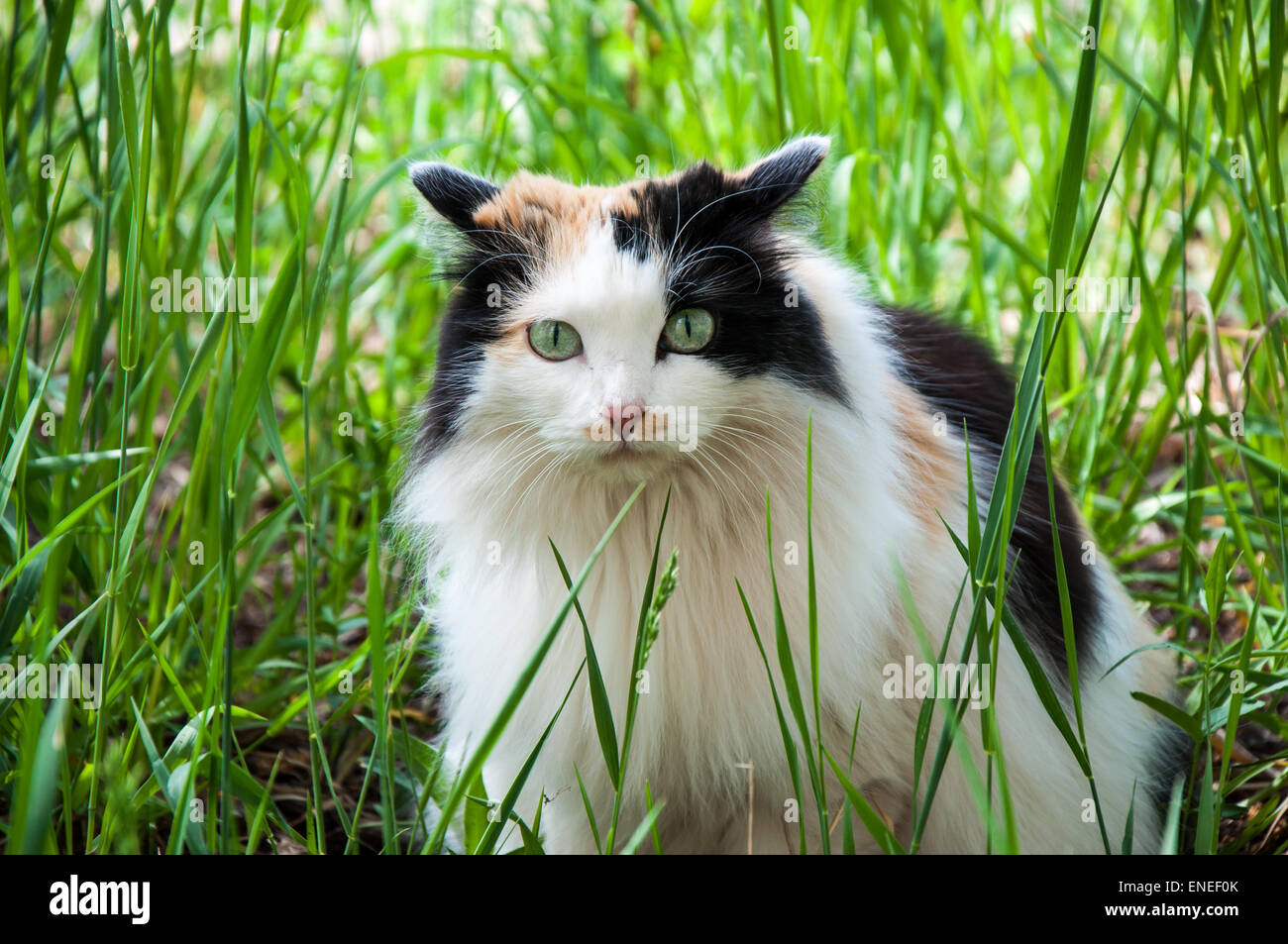 The domestic cat is a mammal of the cat family of raptors Stock Photo ...