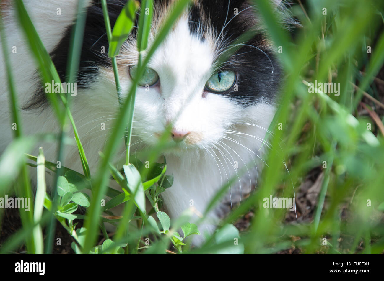 The domestic cat is a mammal of the cat family of raptors Stock Photo ...
