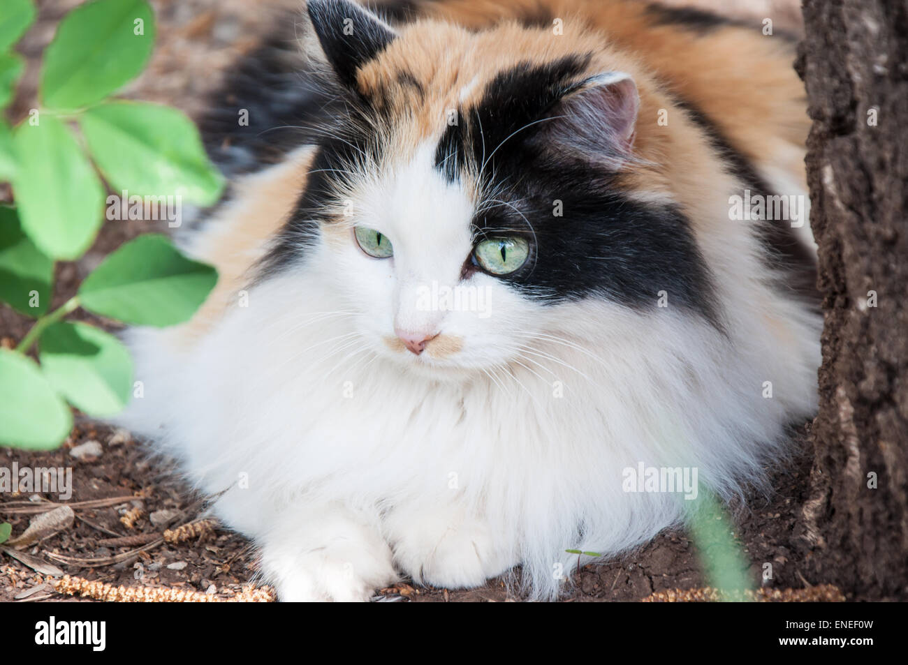 The domestic cat is a mammal of the cat family of raptors Stock Photo ...