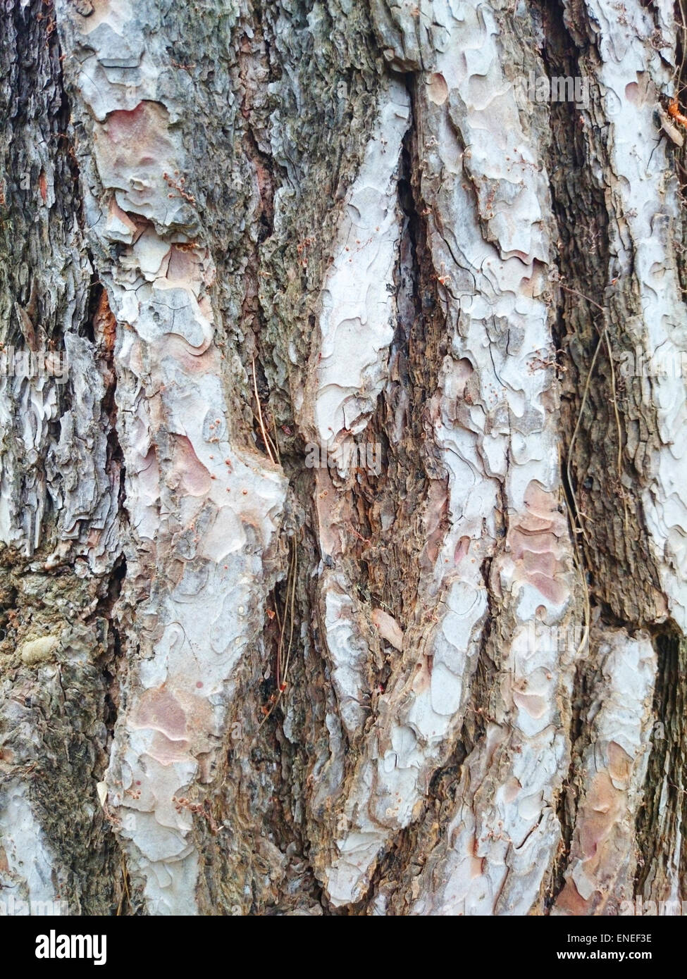 Trunk Wood Background Photo Stock Photo - Alamy