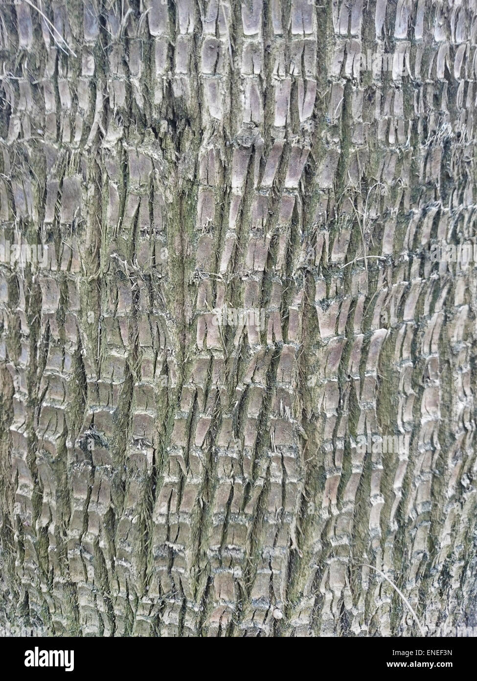 Trunk Wood Background Photo Stock Photo - Alamy