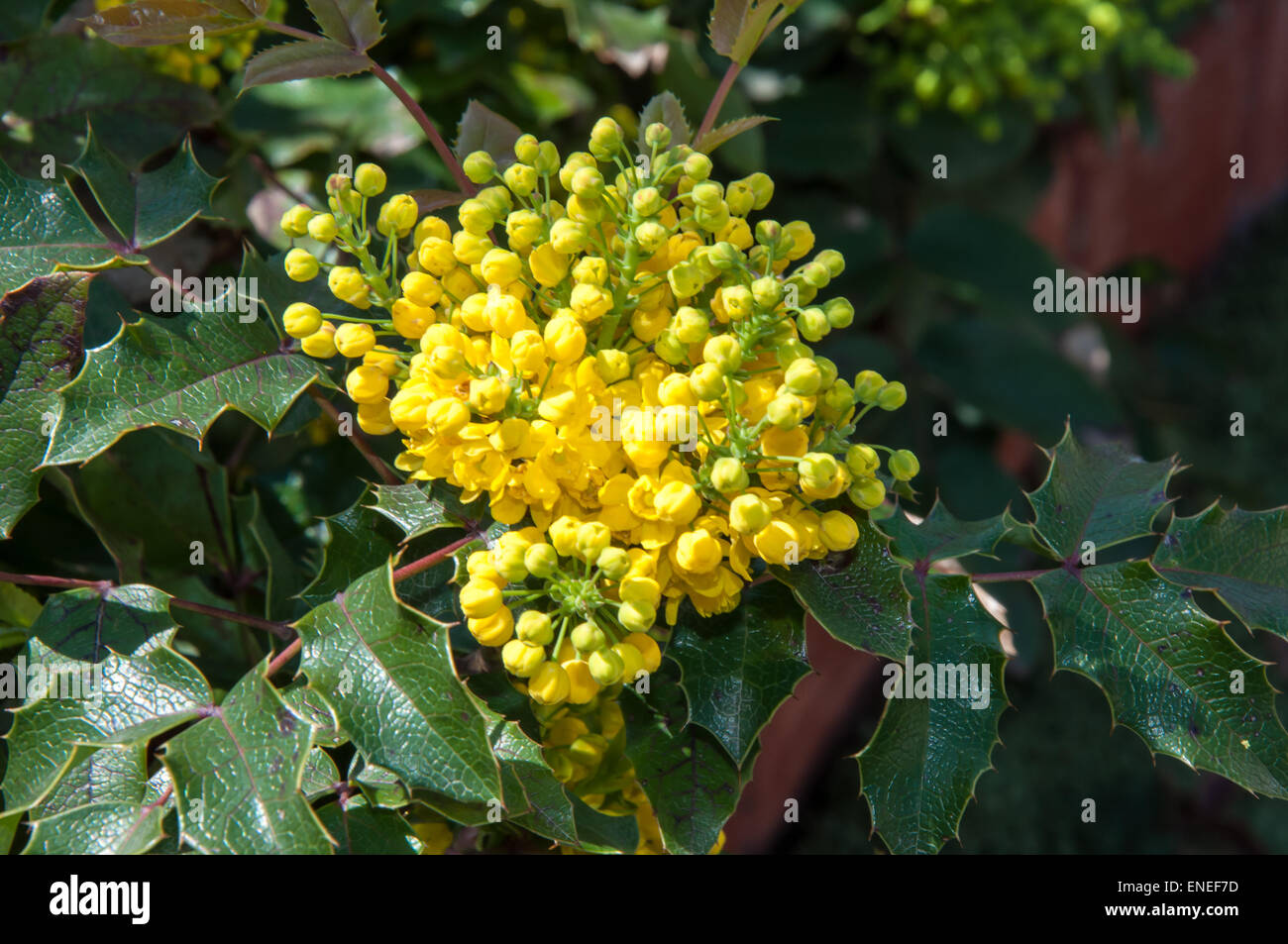 Mahonia aquifolium main image 0