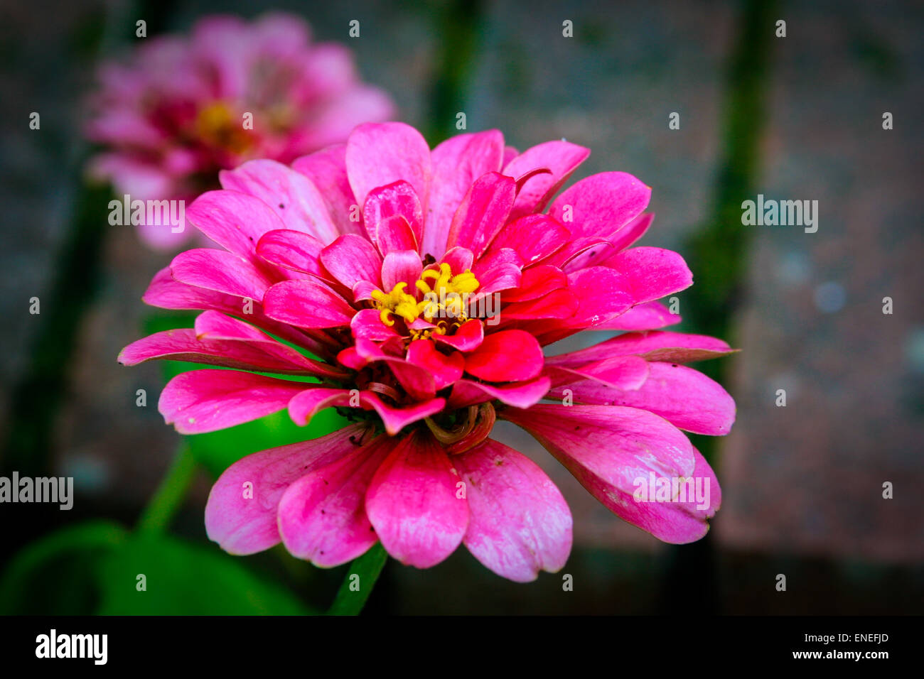 Flowers in Aiken, South Carolina, USA Stock Photo Alamy