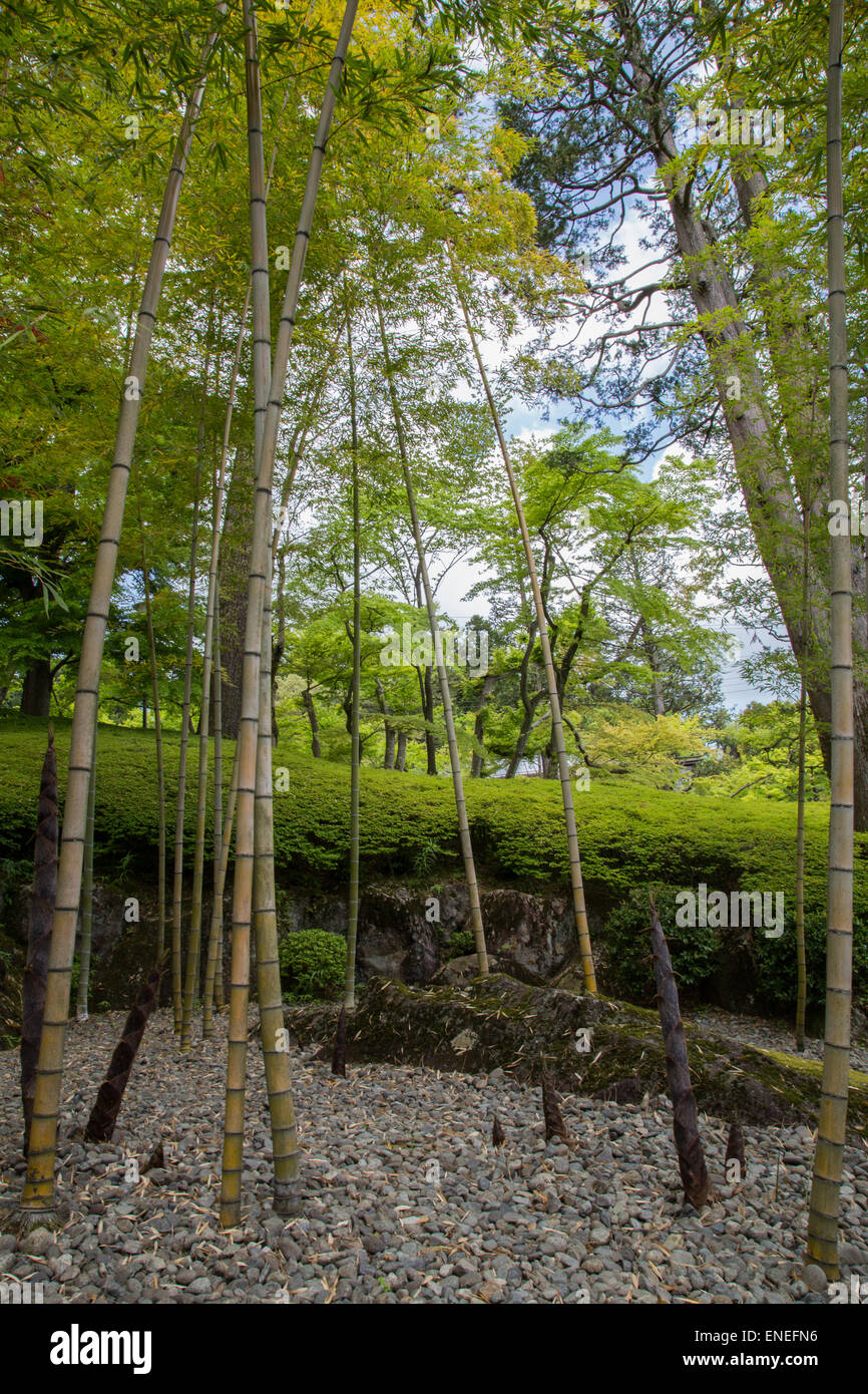 Hakone Museum of Art is famous for its moss garden as well as its bamboo garden Stock Photo