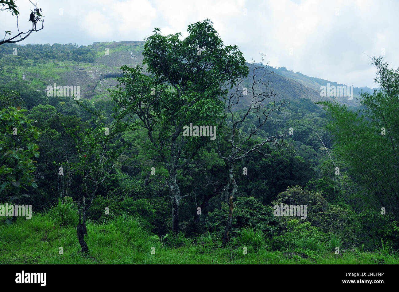 A mango tree and a hill in the background. Stock Photo