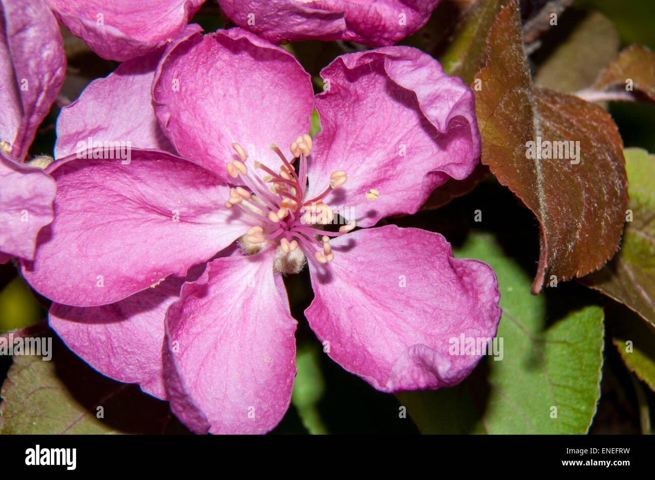 Apple tree genus of deciduous trees and shrubs in the Rosaceae Stock
