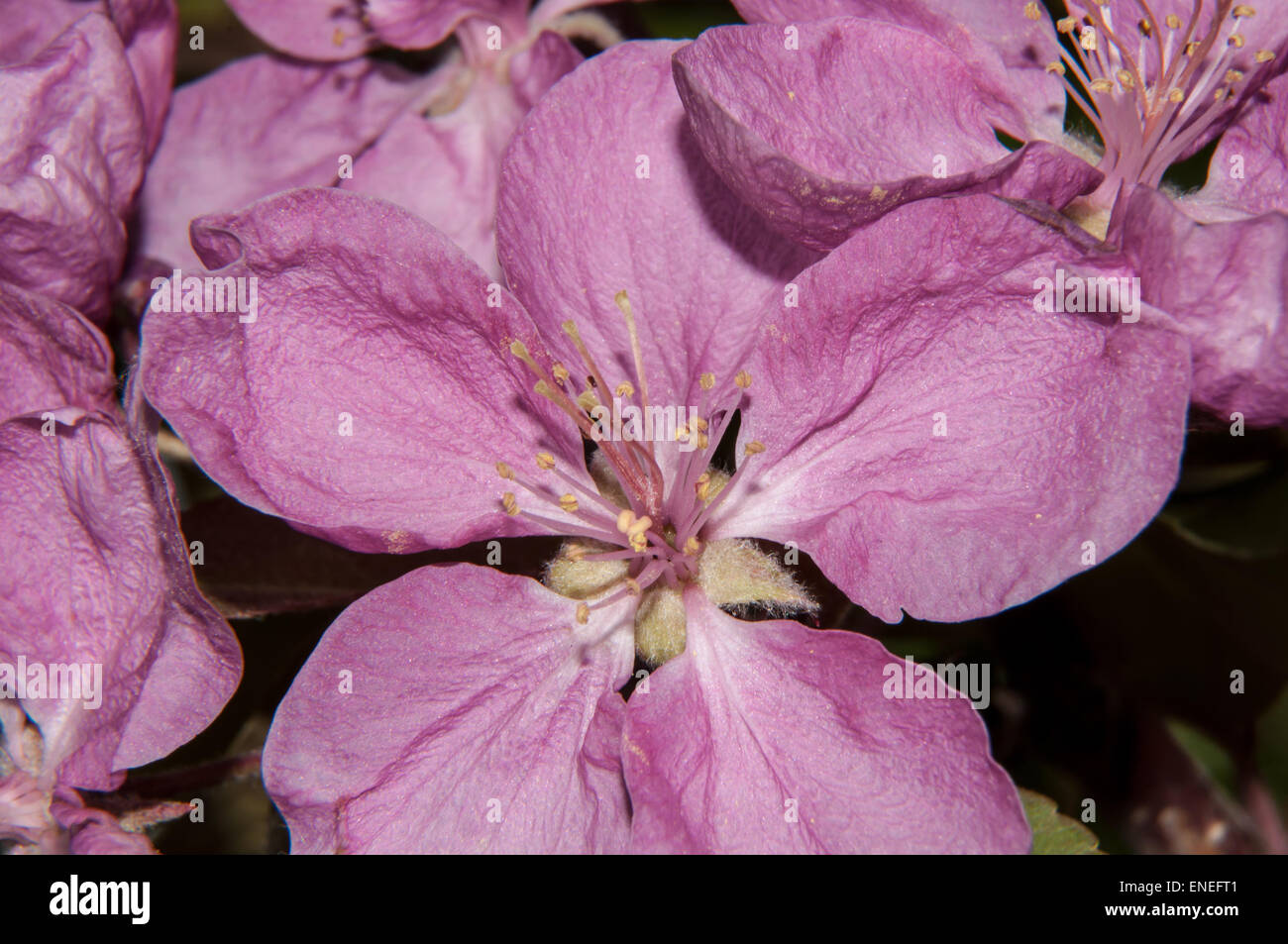 Apple tree genus of deciduous trees and shrubs in the Rosaceae Stock