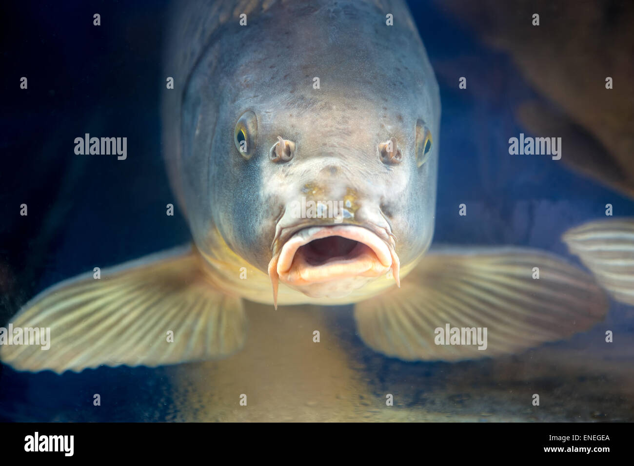 Carp fish in aquarium or reservoir under water on  fish farm Stock Photo
