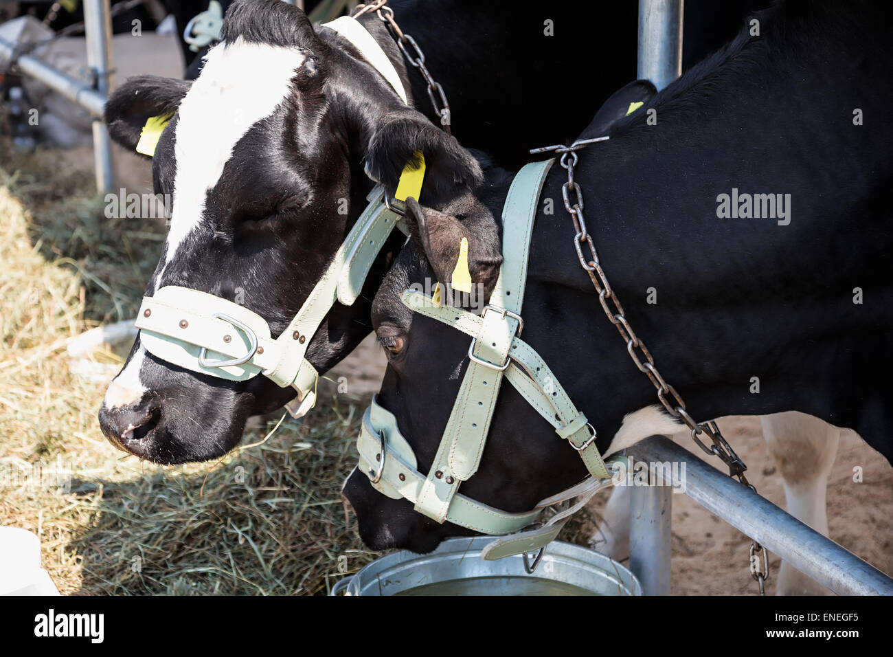 Breeding cows in the barn. Farm or farmland industry Stock Photo - Alamy