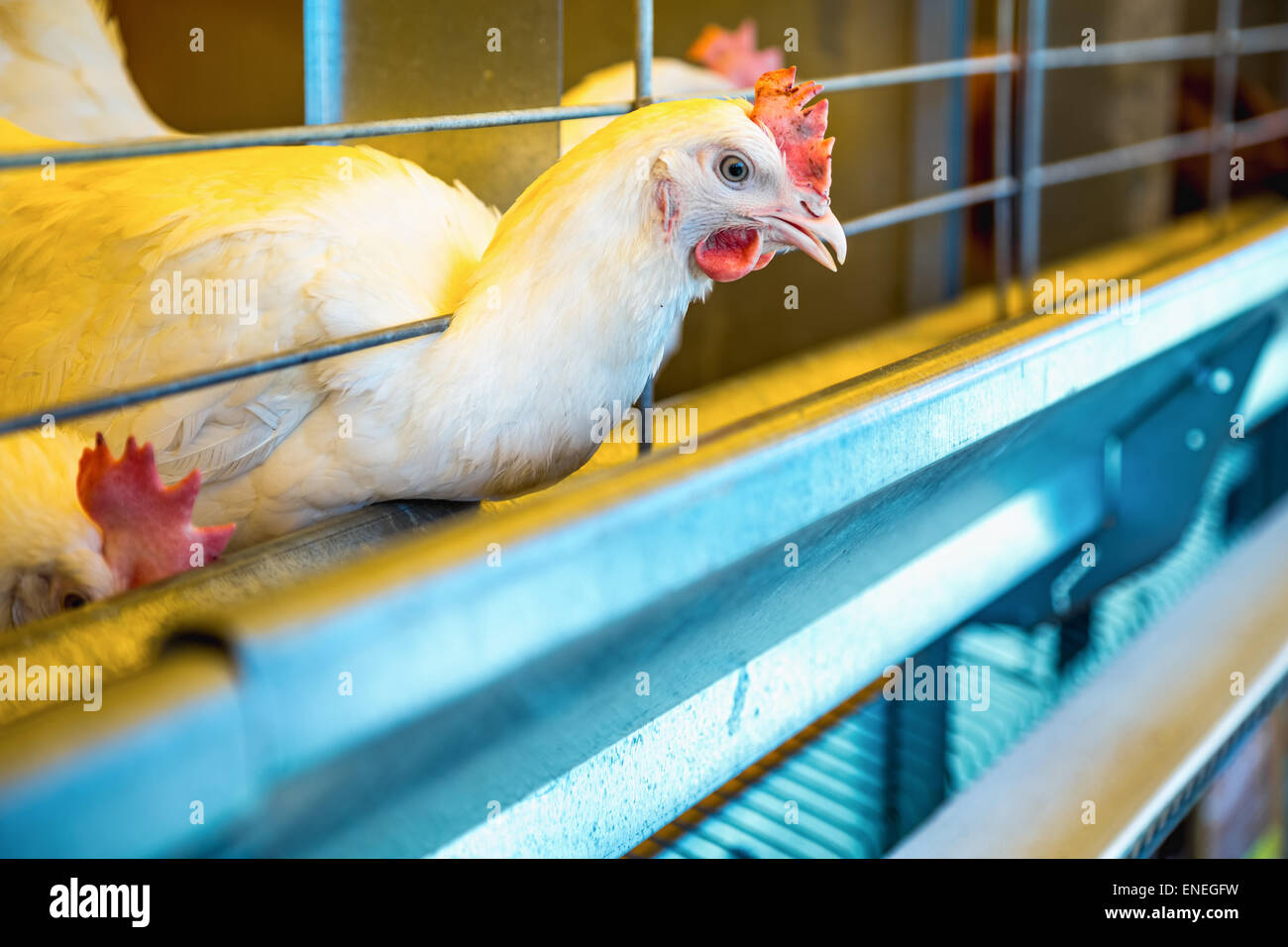 Chicken in farm incubator or coop. Farmland industry Stock Photo