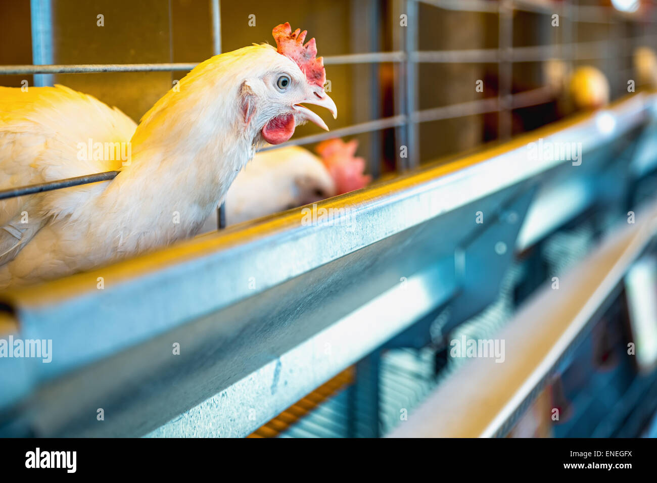 Chicken in farm incubator or coop. Farmland industry Stock Photo
