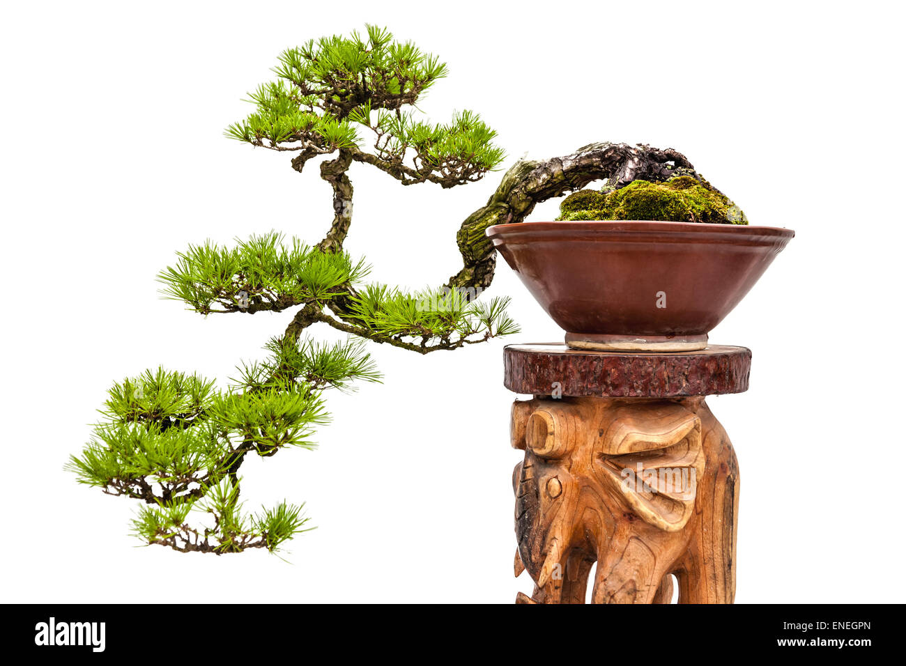 Green bonsai pine tree or asian ornamental or decorative plant in brown ceramic pot on wooden stand on white background Stock Photo