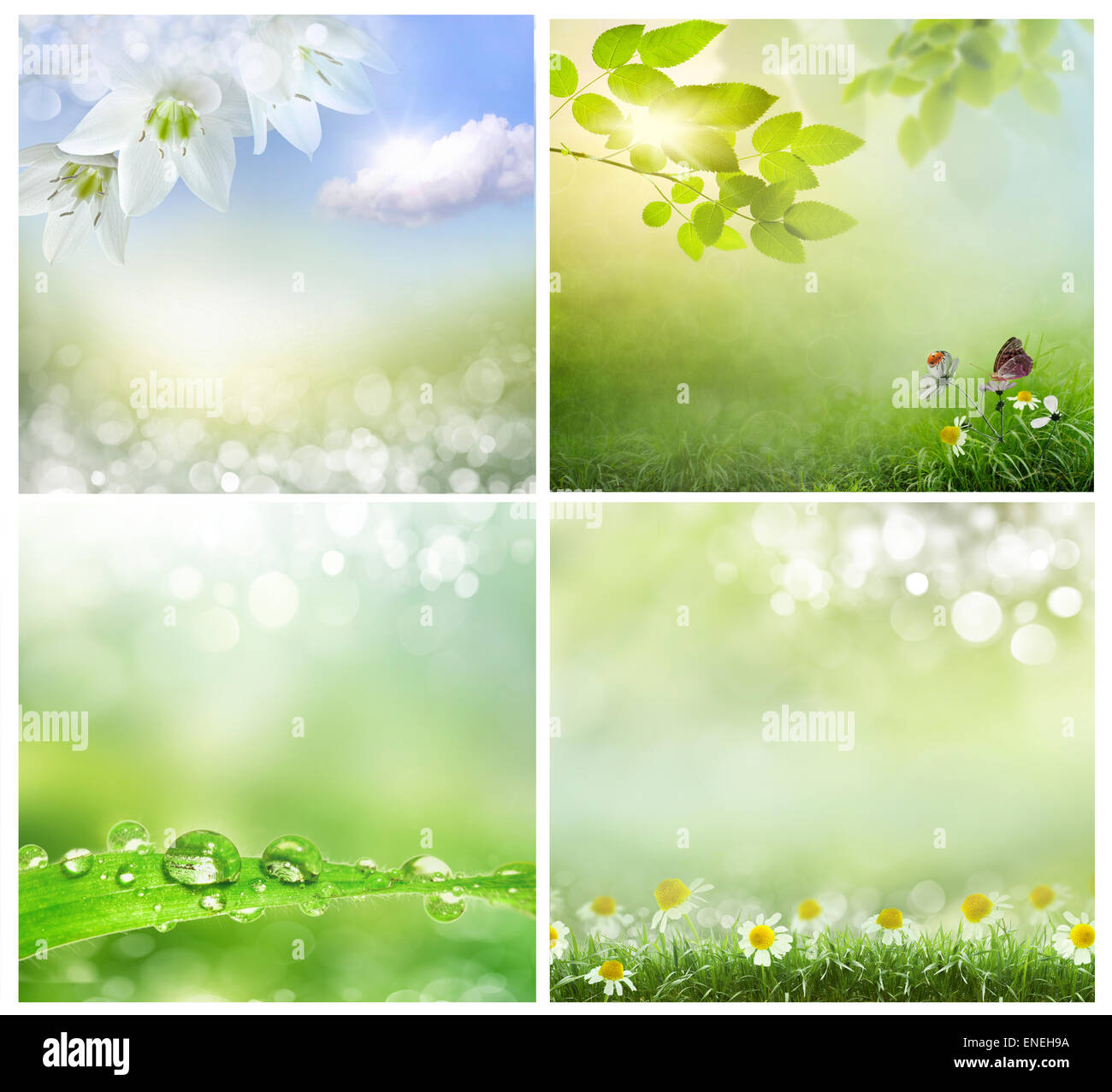 Fresh spring grass with flowers on a sunny day with natural blurred background Stock Photo