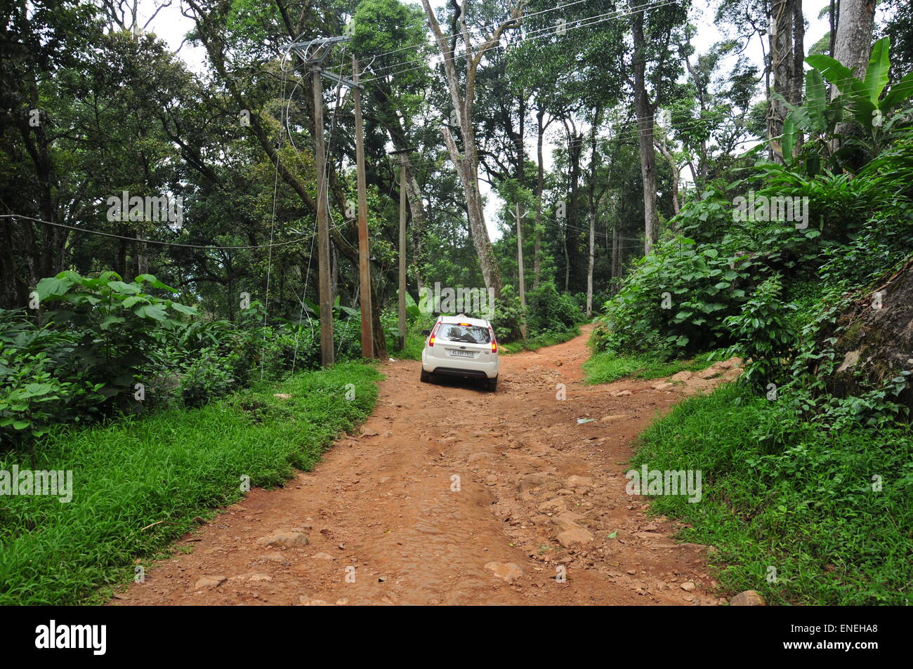 Thick forest trees in kerala hi-res stock photography and images - Alamy