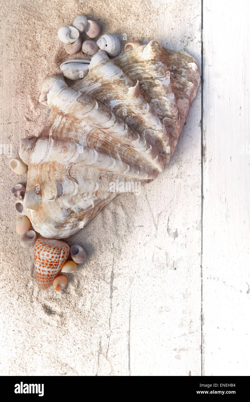 giant clam with other little seashells in sand on a white plank Stock Photo