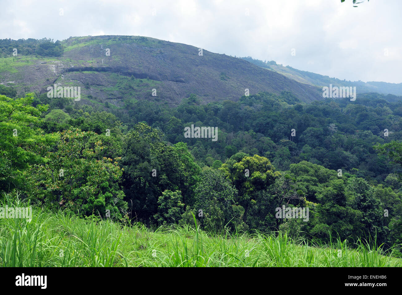 Thick forest trees in kerala hi-res stock photography and images - Alamy