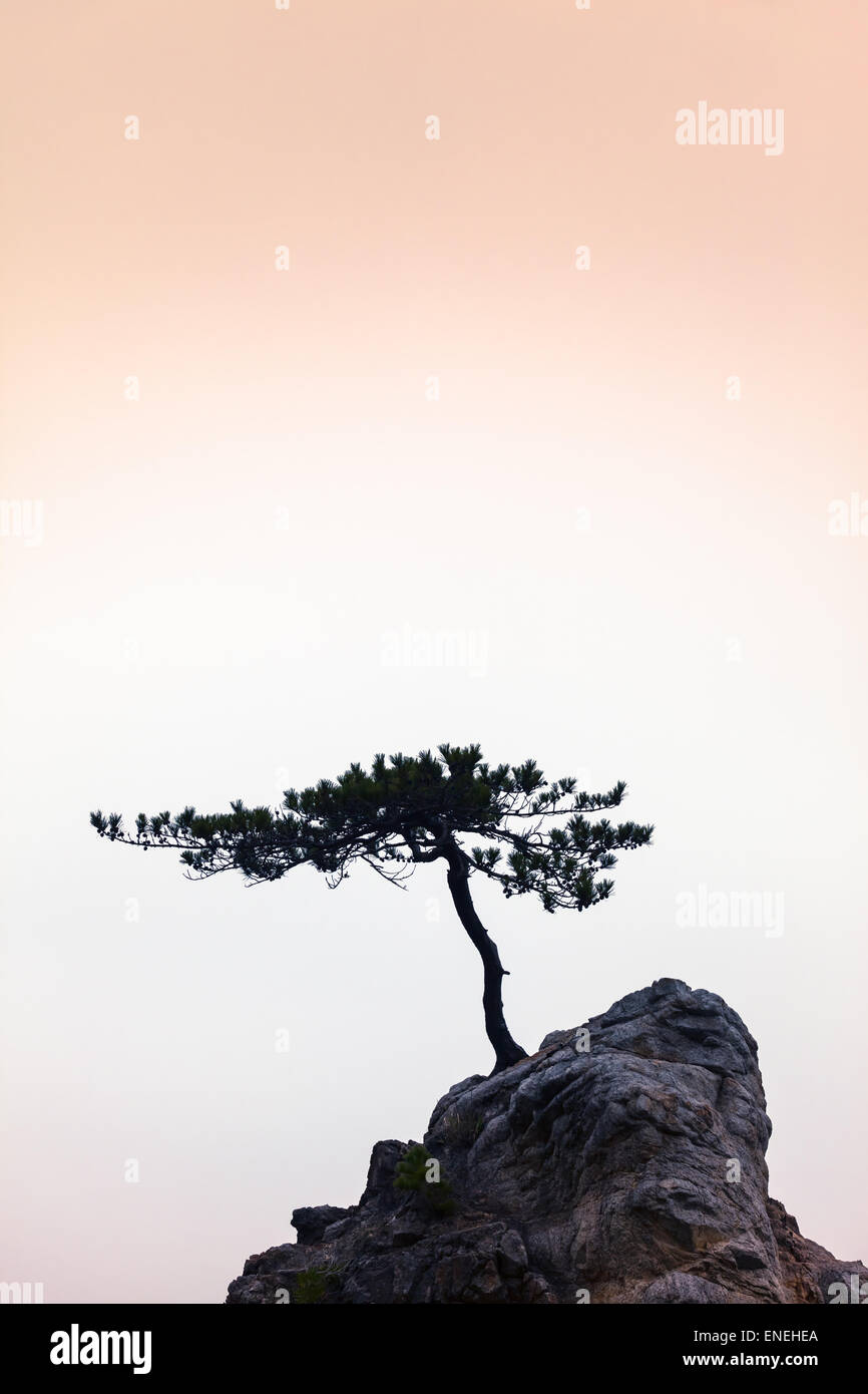 Small windswept conifer on a unique rock at warm evening light Stock Photo