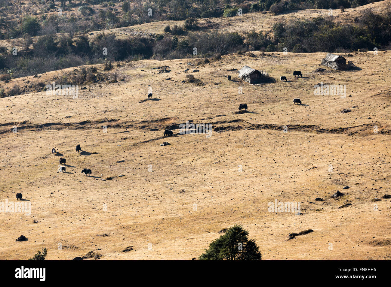 Yaks and yak herder's huts in Western Bhutan, Asia Stock Photo