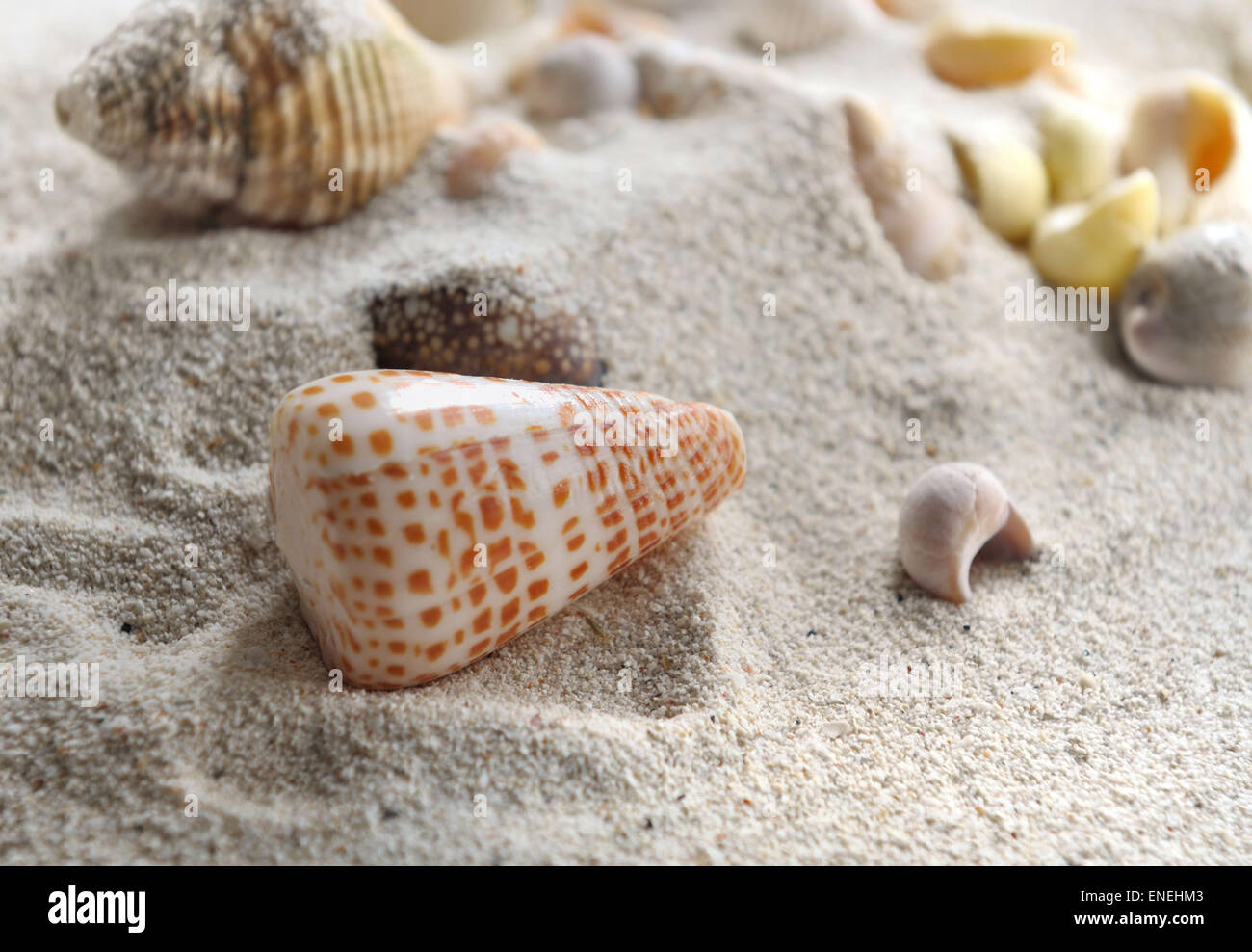pearly seashell in the sand Stock Photo