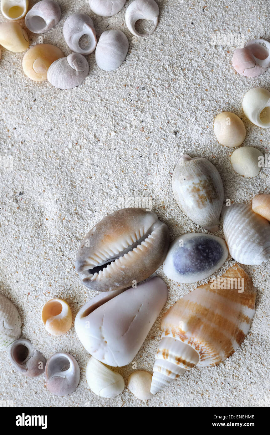 some pearly seashell in the sand Stock Photo
