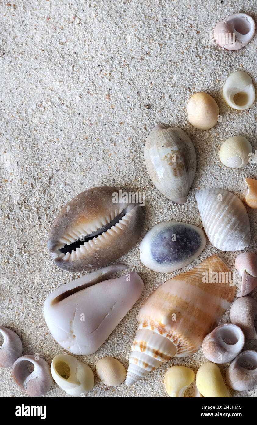 some pearly seashell in the sand Stock Photo