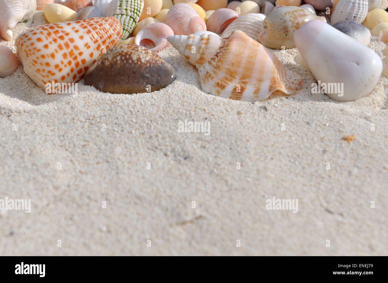 some pearly seashell in the sand Stock Photo
