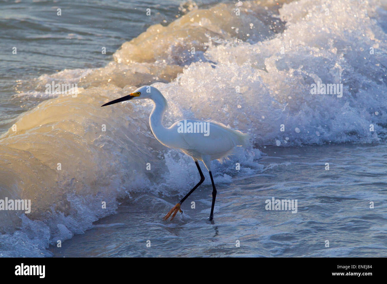 Snowy Egret Egretta thula feeding in the surf on tideline Gulf coast Florida USA Stock Photo