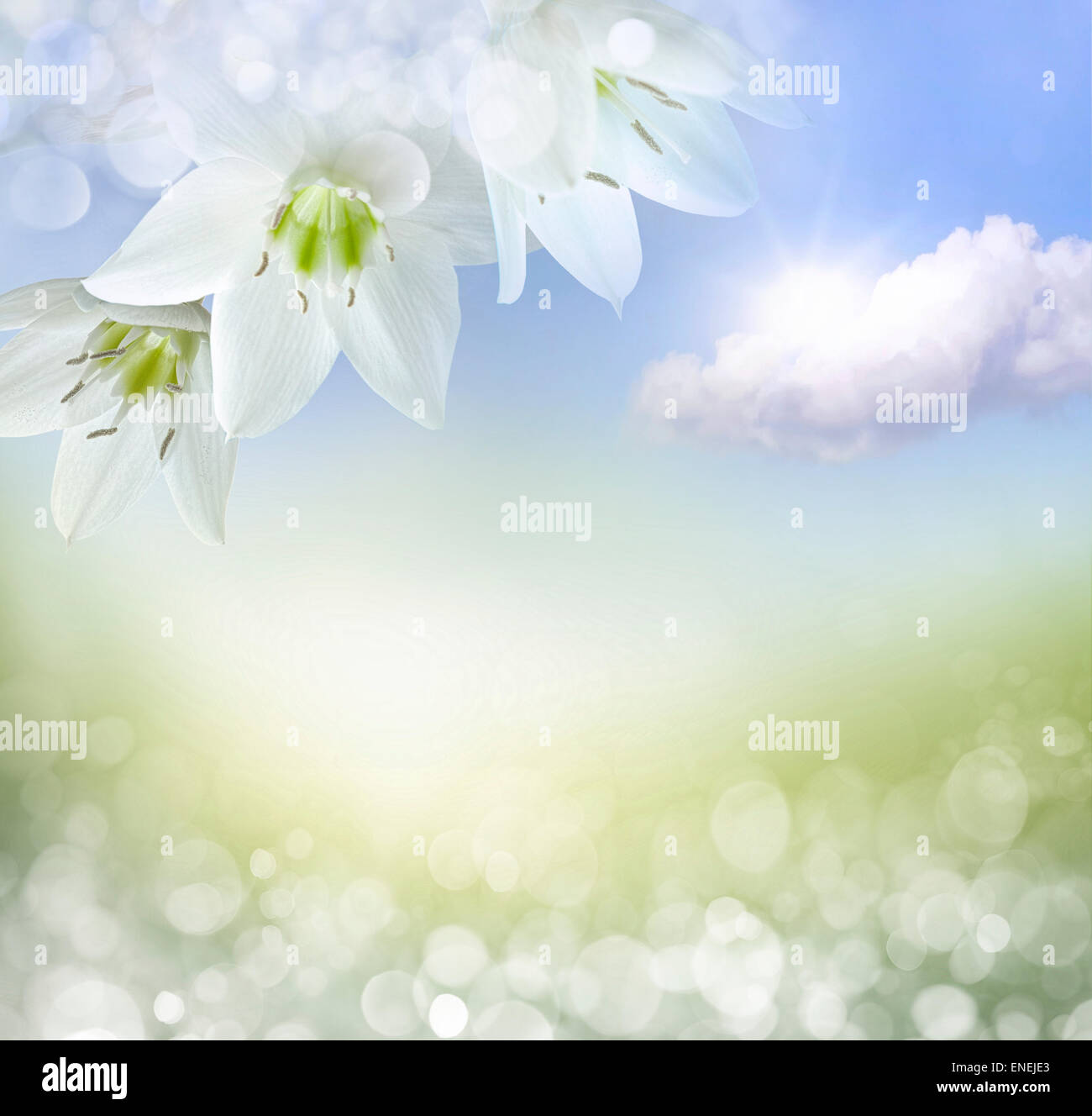 Summer colour flower border hi-res stock photography and images - Alamy