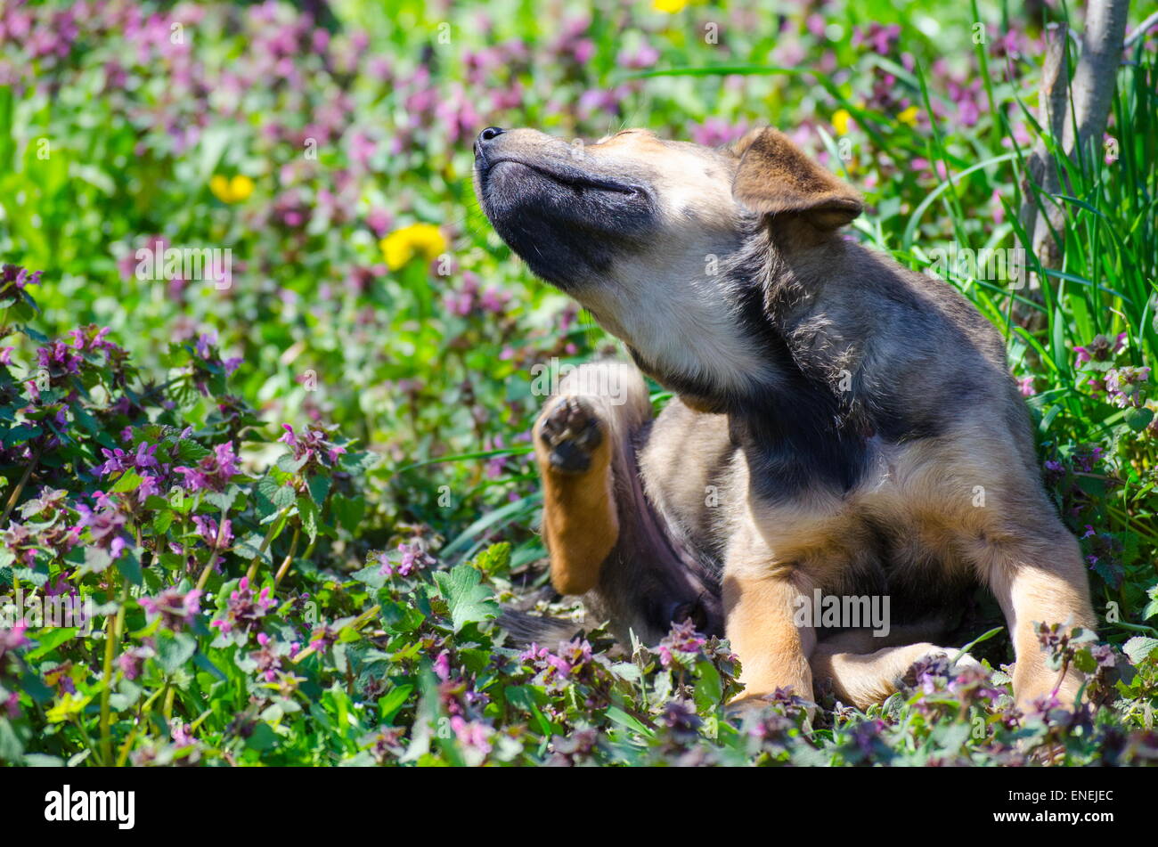 Mix breed puppy scratching among the grass leaves and colorful field flowers Stock Photo