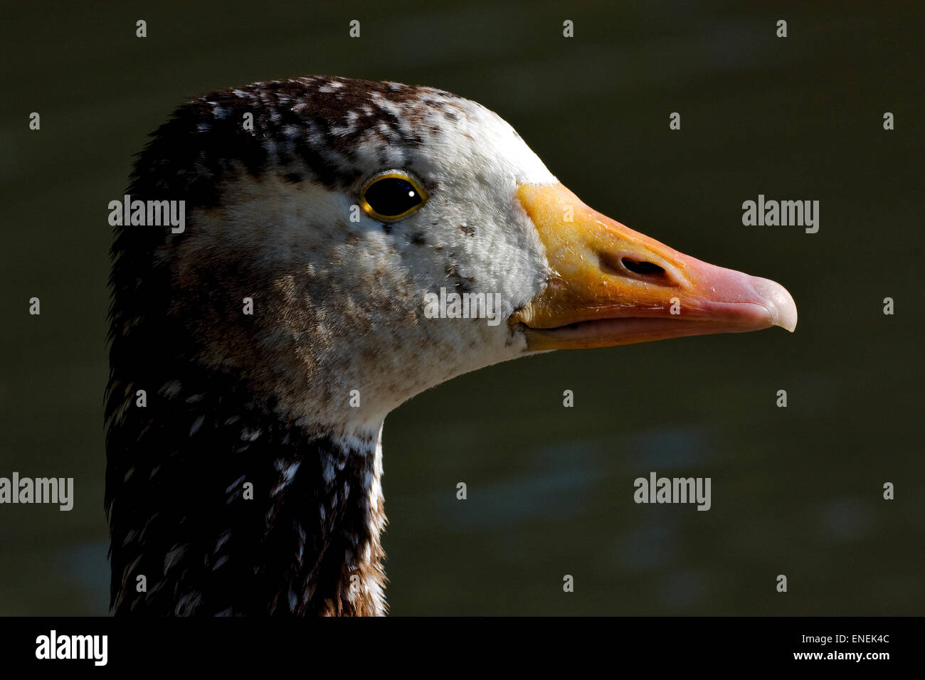 a brown and grey duck whit black eye in buenos aires argentina Stock