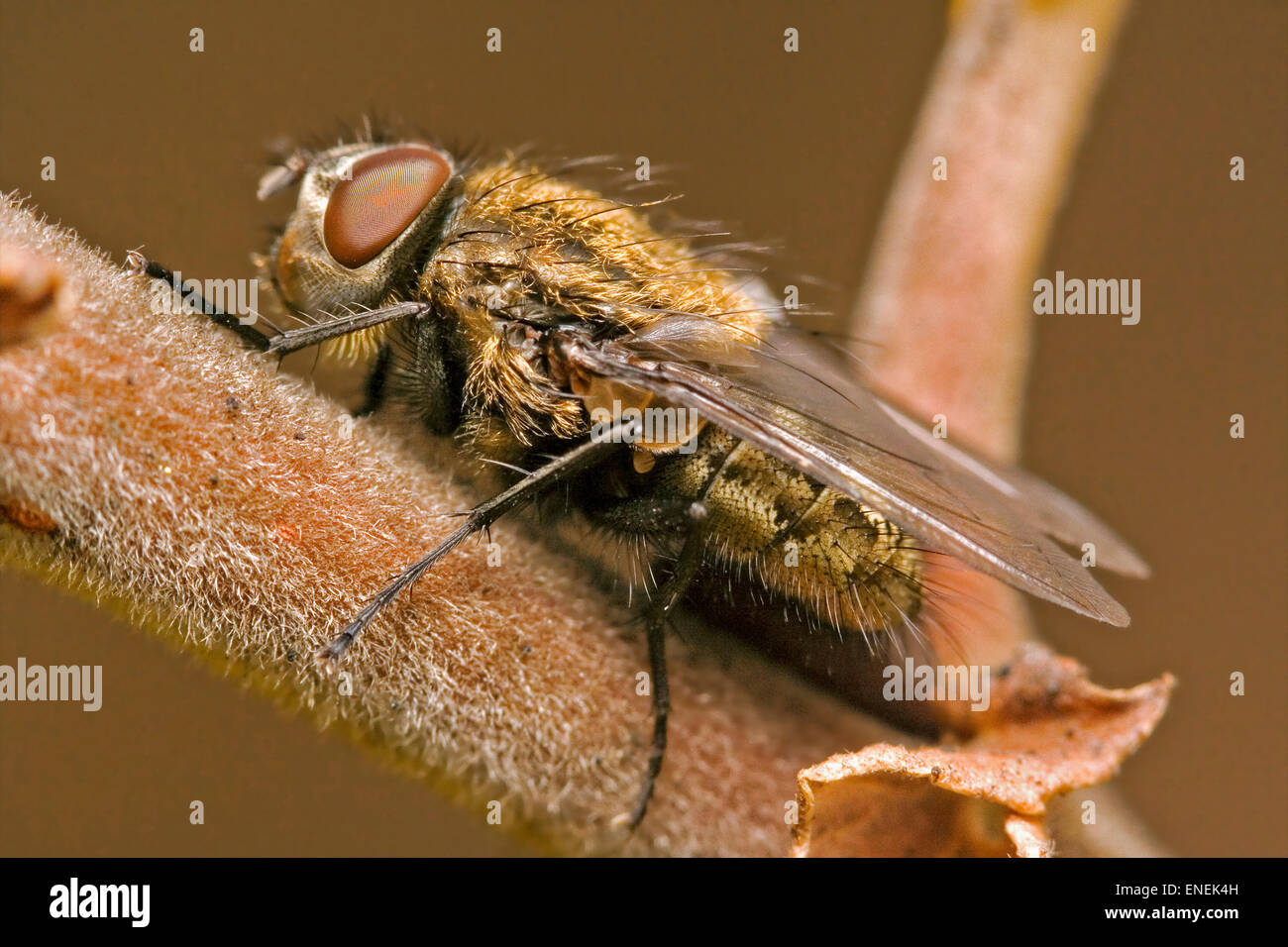 a brown fly in a branch Stock Photo - Alamy