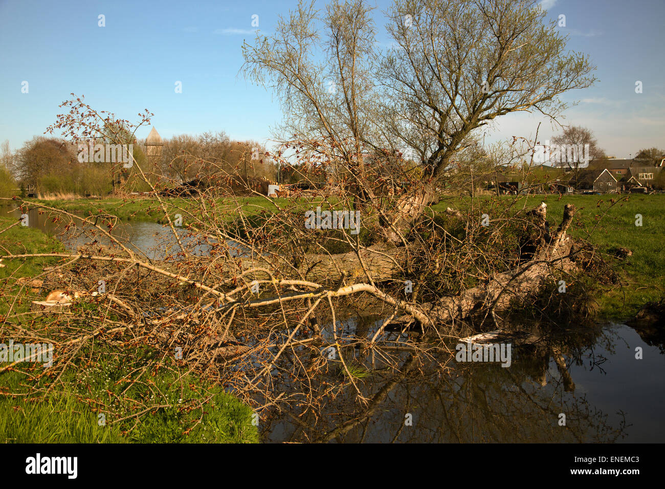 Trees blown down across ditch Stock Photo
