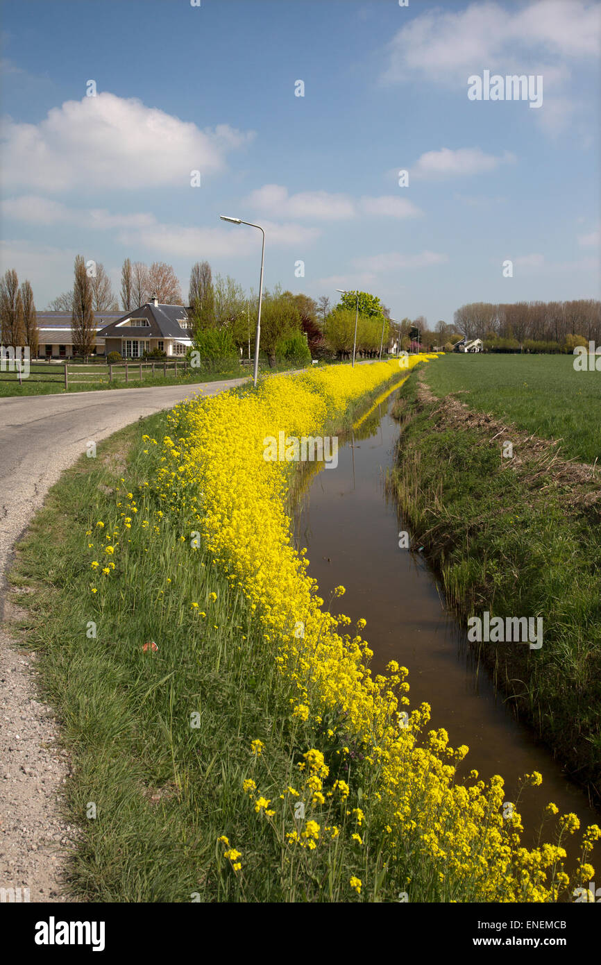 Road bordered by yellow Flowering Field Mustard (Brassica rapa), Alblasserdam, South Holland, Netherlands Stock Photo