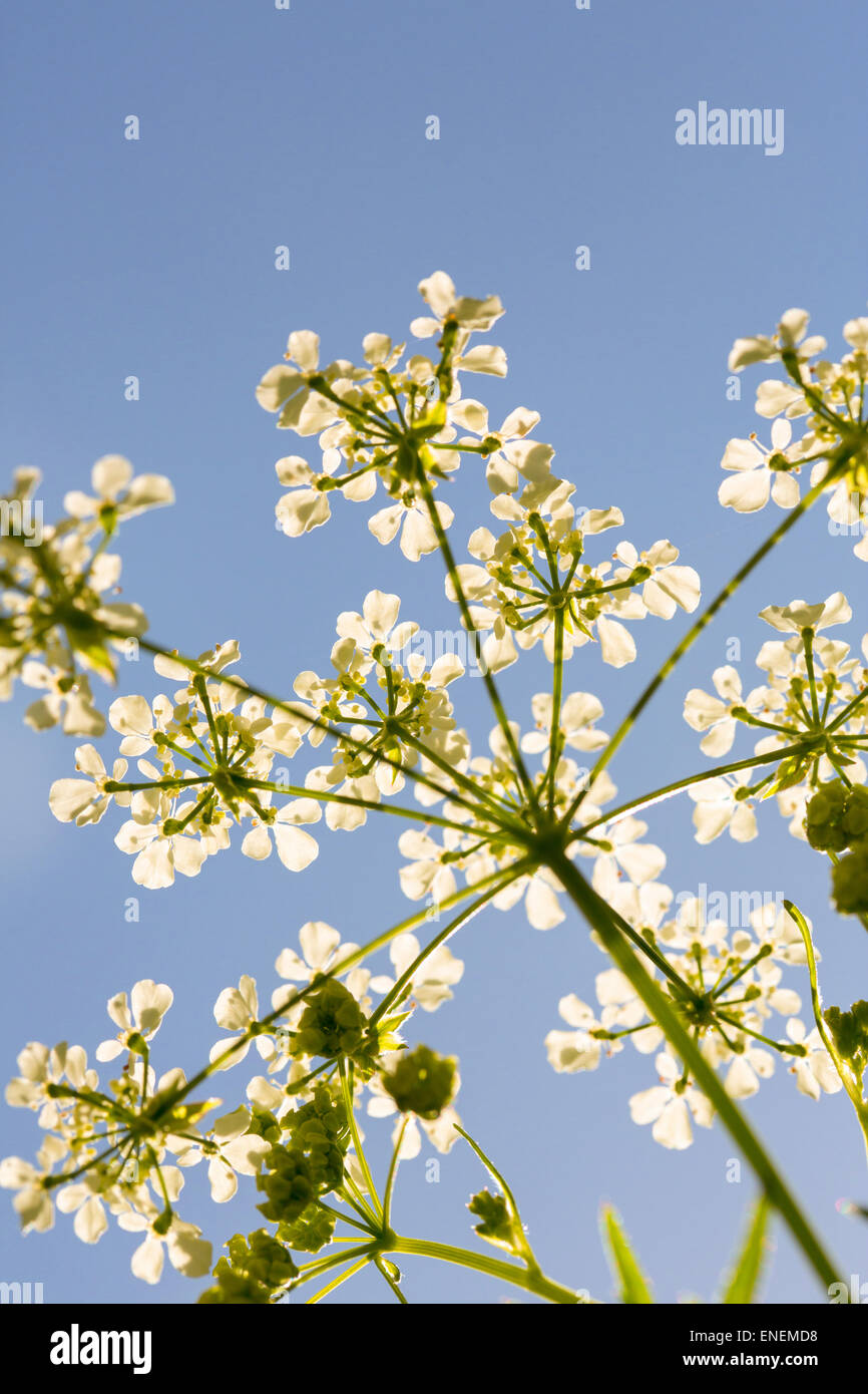 Cow parsley (Anthriscus sylvestris) flowers shot from below on blue sky Stock Photo