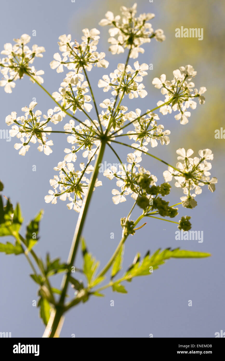 Cow parsley (Anthriscus sylvestris) flowers shot from below on blue sky Stock Photo