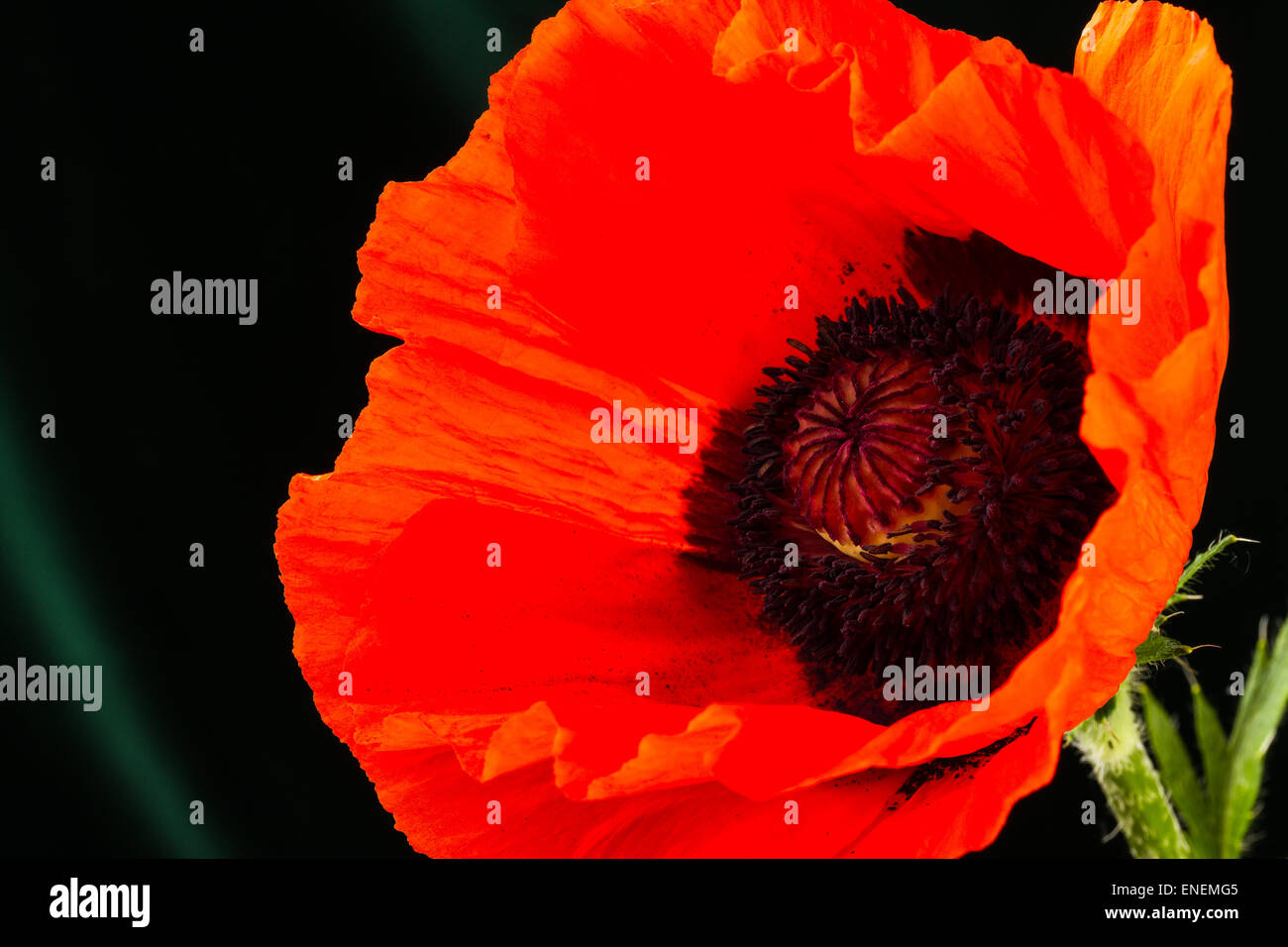 beautiful wild-growing red poppy on dark background Stock Photo - Alamy