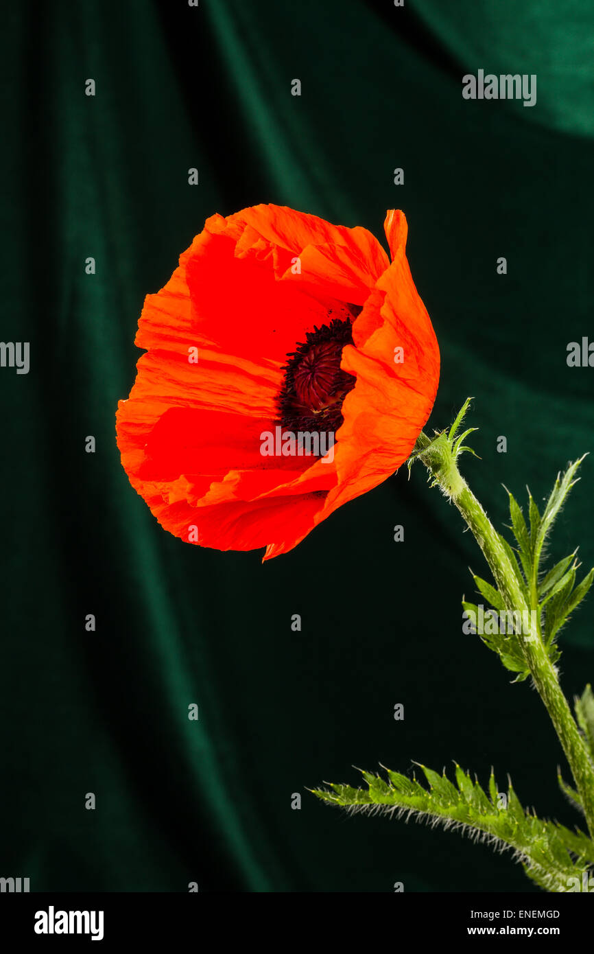 beautiful wild-growing red poppy on dark background Stock Photo - Alamy