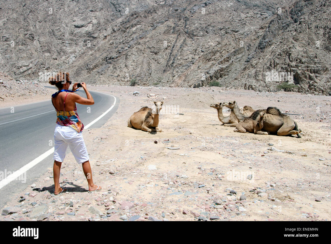 Tourist woman taking a photo of camels - sinai Peninsula, Egypt Stock Photo