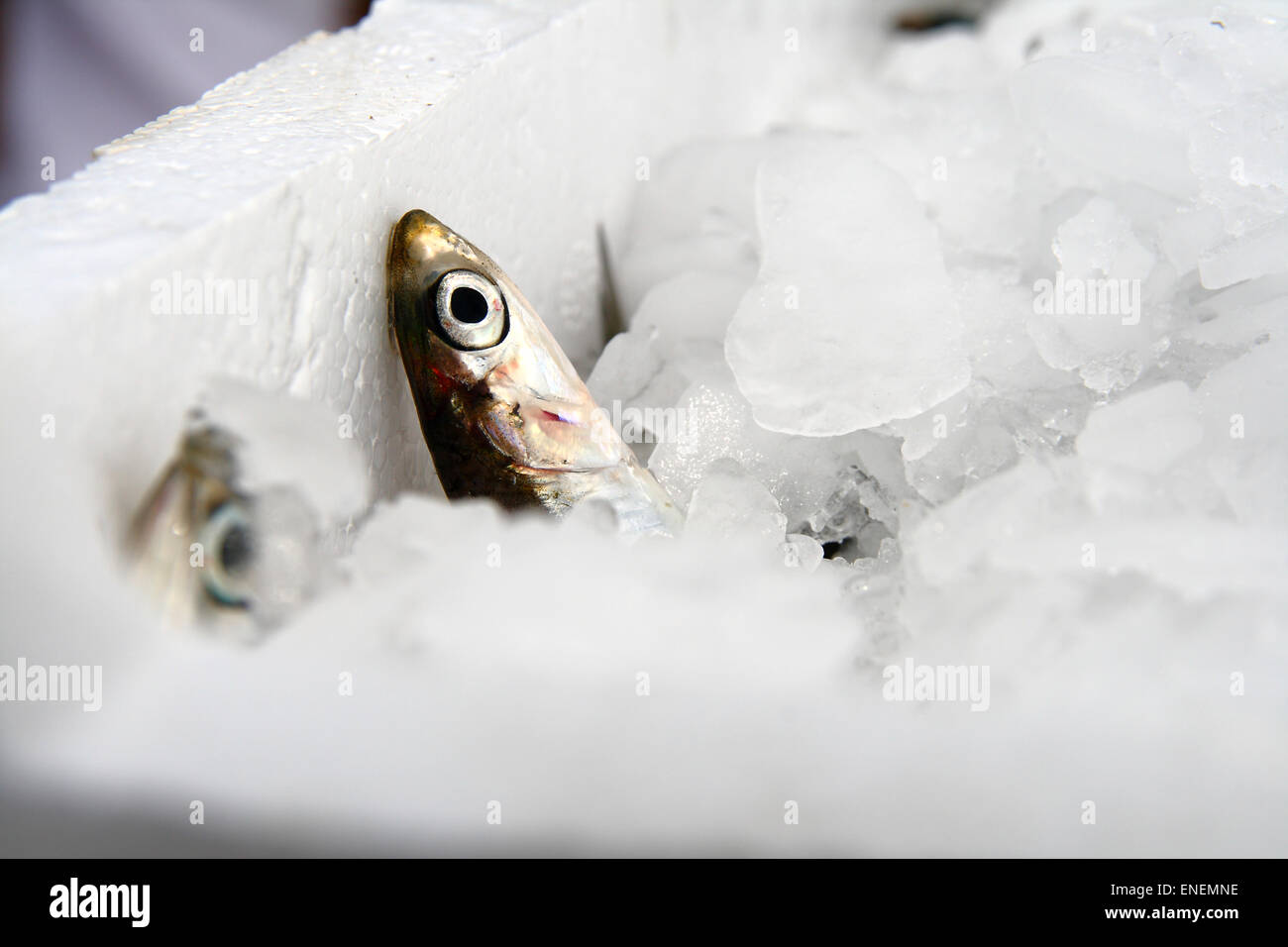 Fresh anchovy inside a pile of ice Stock Photo