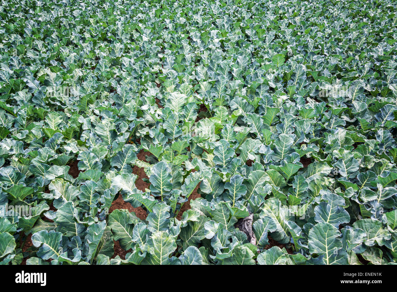 Field of green kale in Tarma, Peru Stock Photo