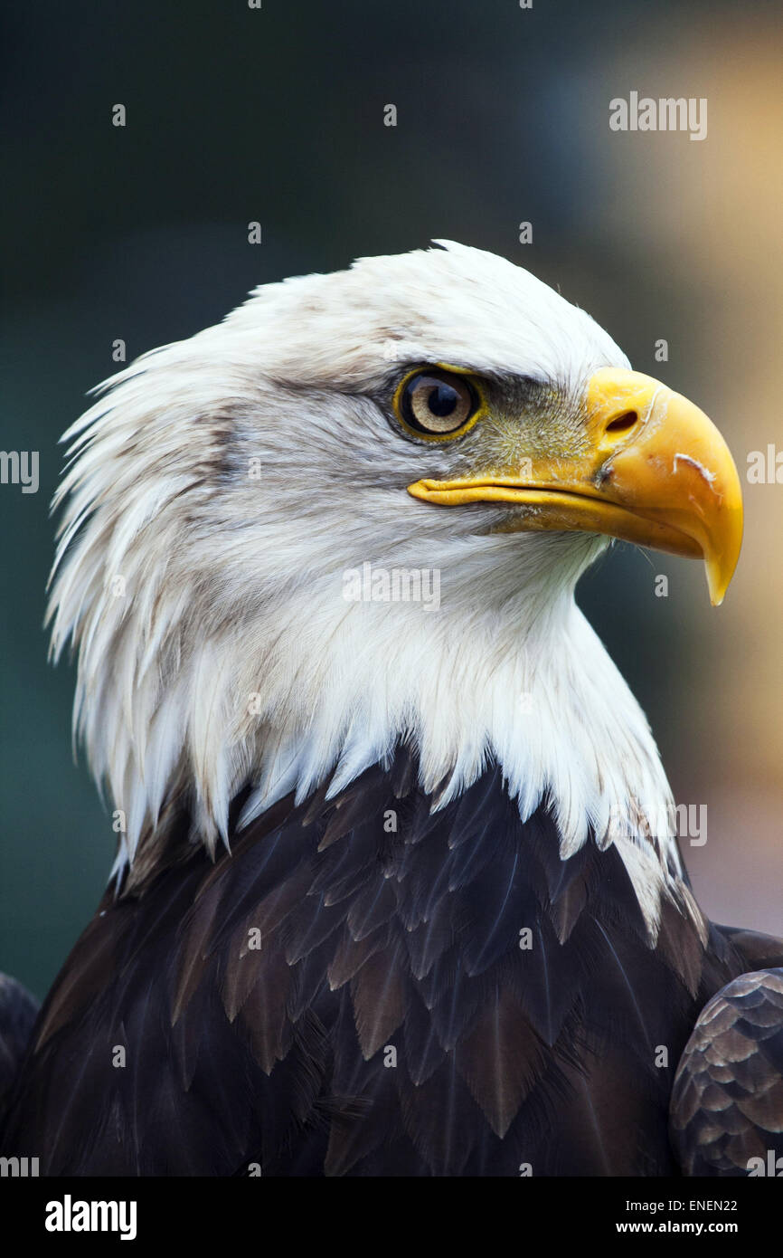 A beautiful american white-headed eagle Stock Photo