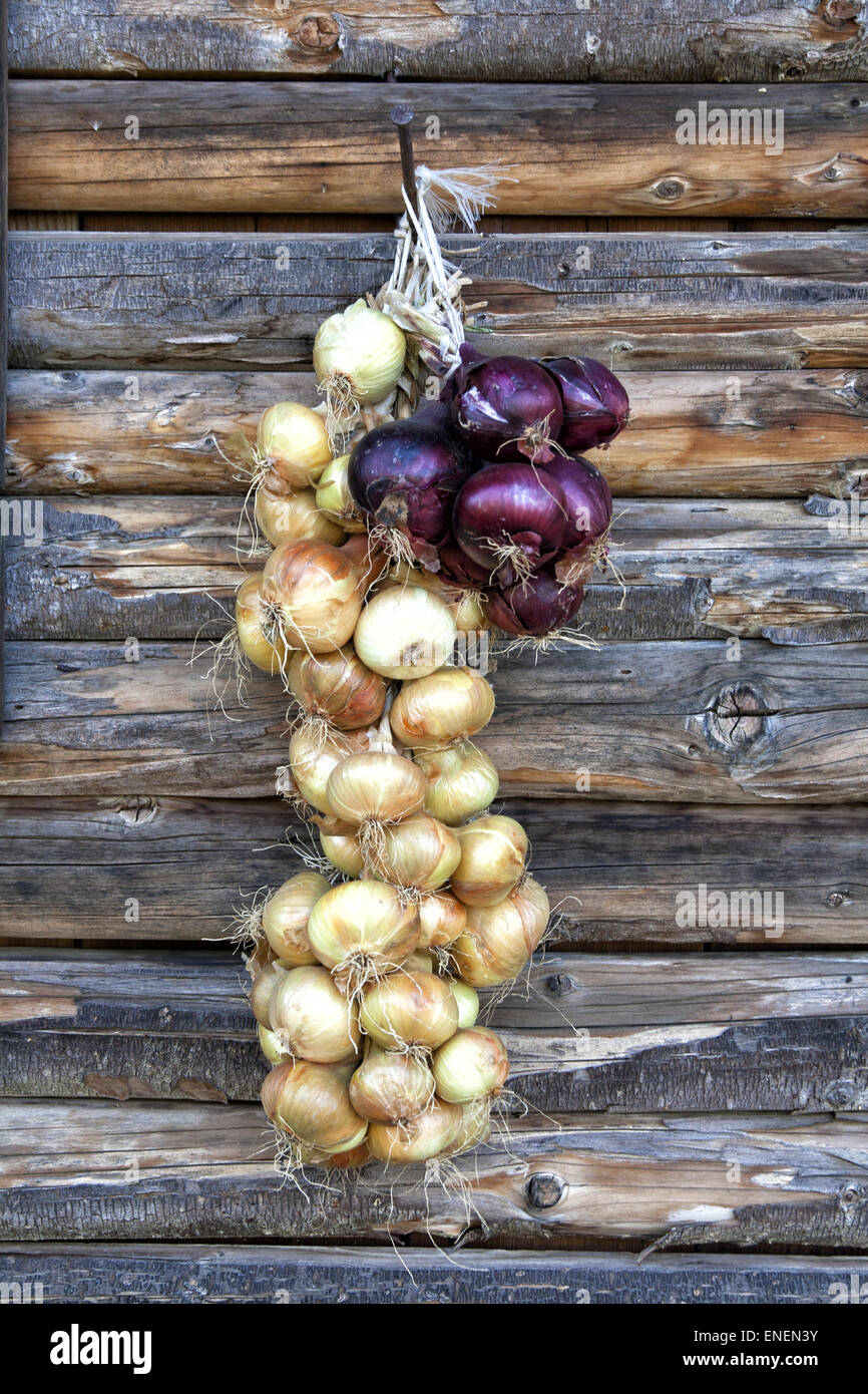 Onion braid hires stock photography and images Alamy