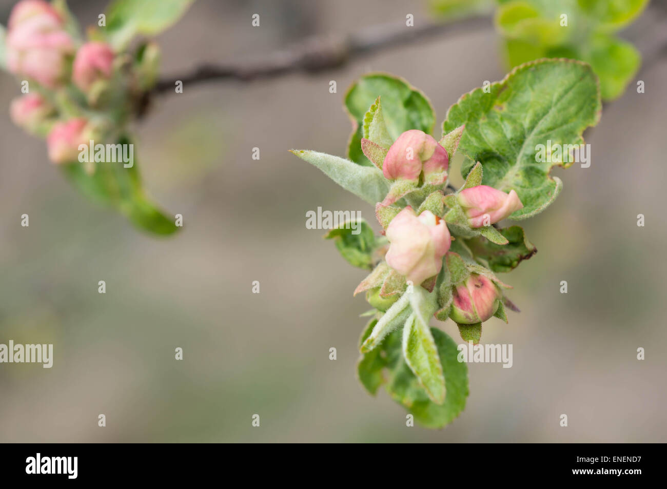 Buds of flowers and small leaves on an apple-tree Stock Photo