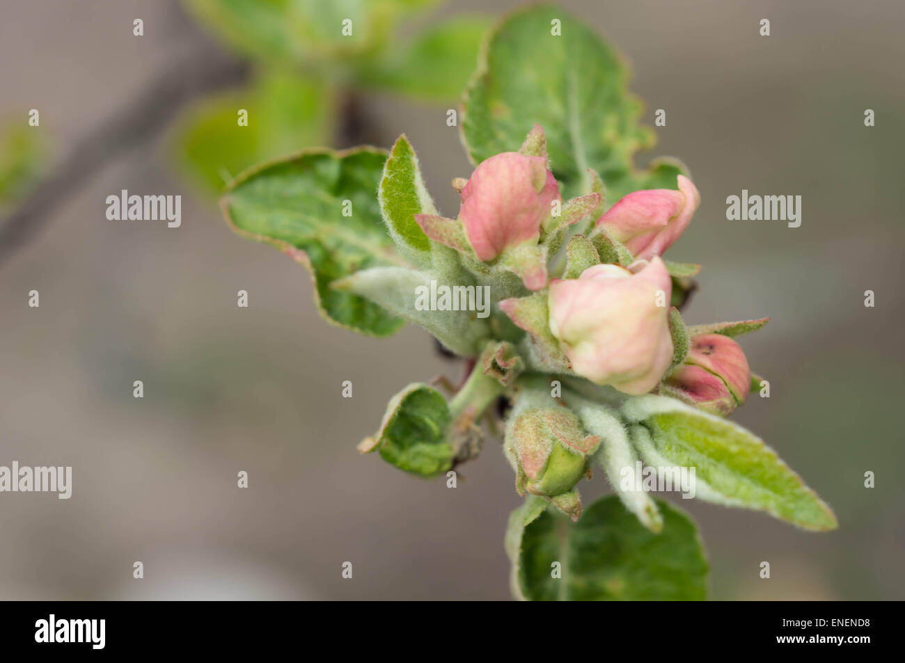 Buds of flowers on an apple-tree Stock Photo